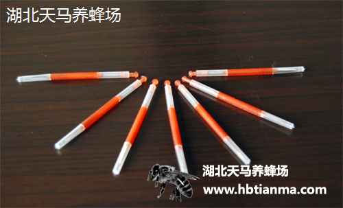 移虫针-取蜂王浆用小工具-湖北天马养蜂场