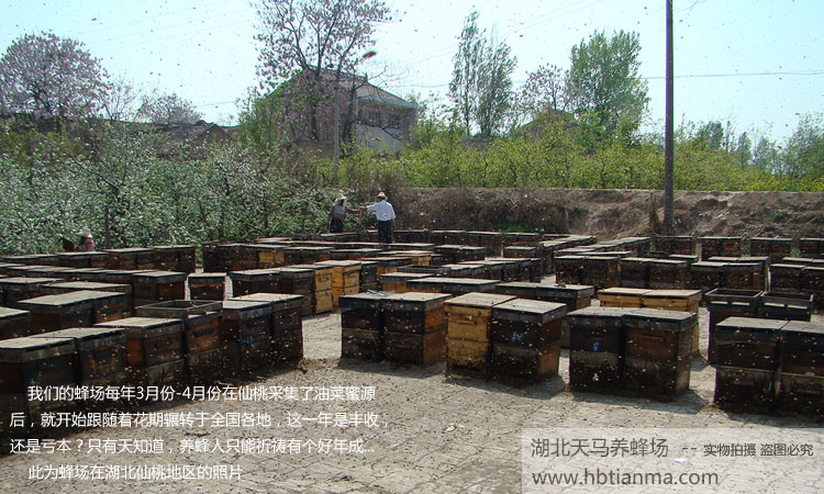 武汉武昌区养蜂人自产自销2014年刺槐蜂蜜