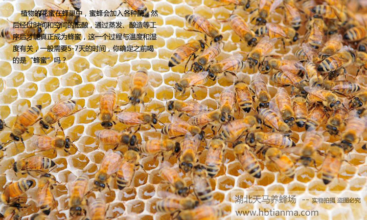 2015年养蜂场自产自销油菜蜂蜜新鲜上市！欢迎电话订购！