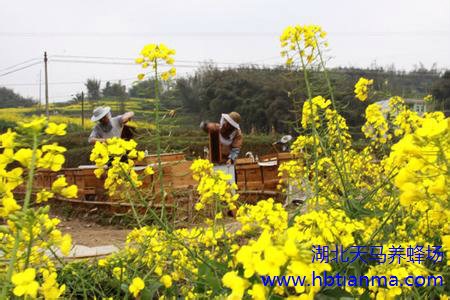 2015年养蜂场自产自销油菜蜂蜜新鲜上市！欢迎电话订购！