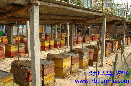 武汉武昌区养蜂人自产自销2014年刺槐蜂蜜