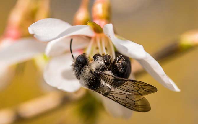蜜蜂养殖成本和利润