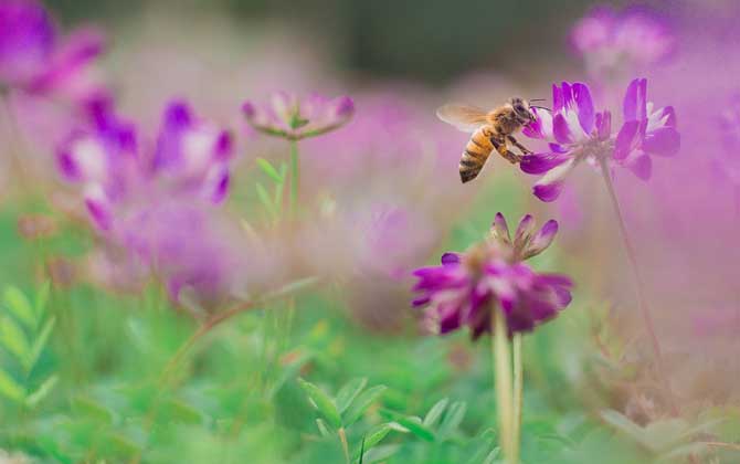 蜜蜂采蜜