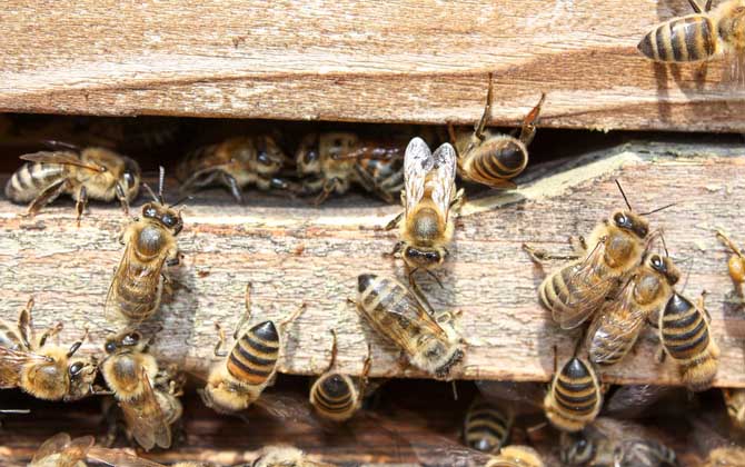 蜜蜂养殖技术