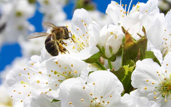 蜂毒采集