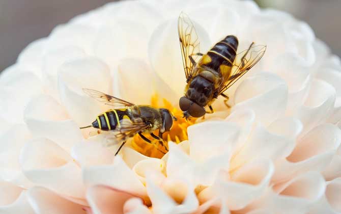 怎样招蜜蜂方法最快