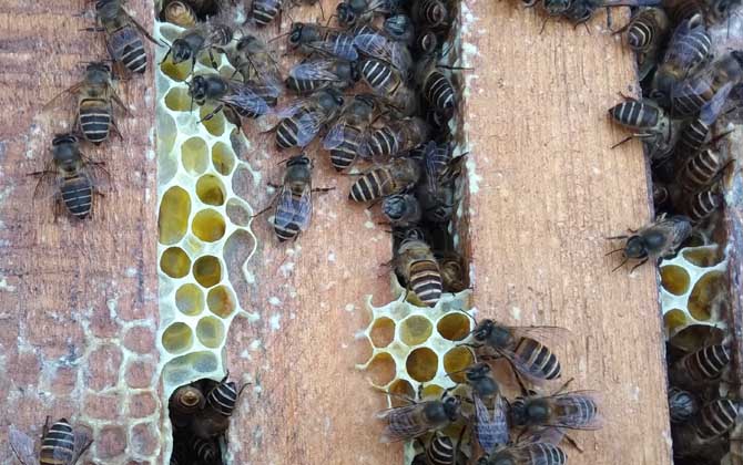 空蜂箱怎么引蜜蜂