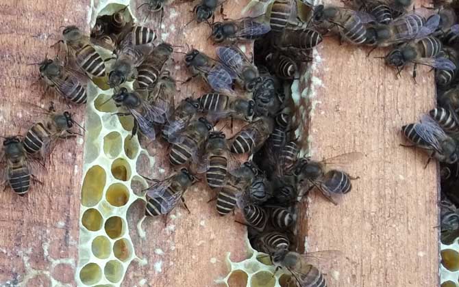 蜜蜂春季繁殖