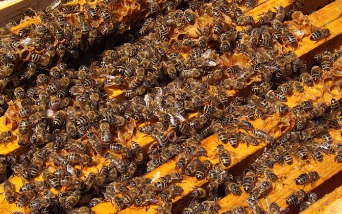 蜜蜂春季繁殖