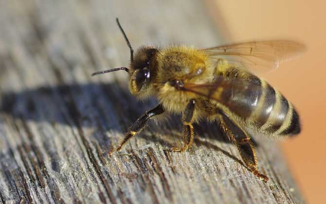中蜂和意蜂能一起养吗