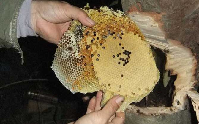 中华蜜蜂