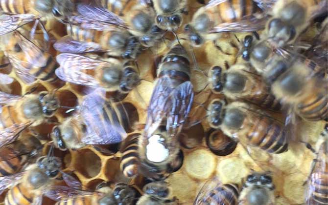 蜜蜂吃什么