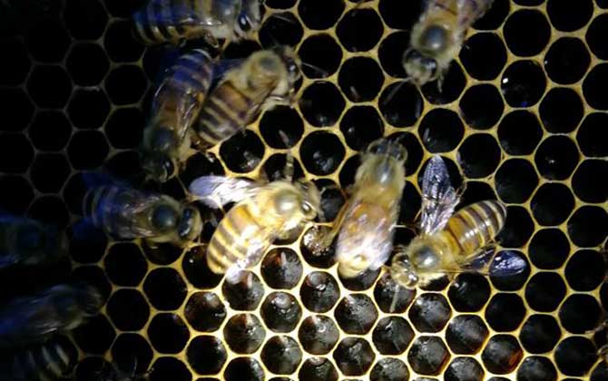 蜜蜂冬季养殖