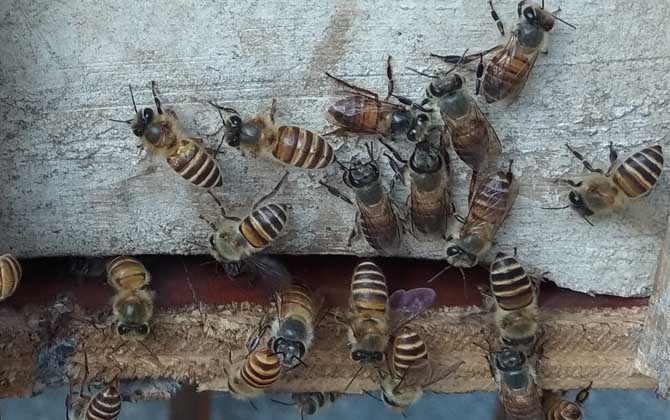 蜂群
