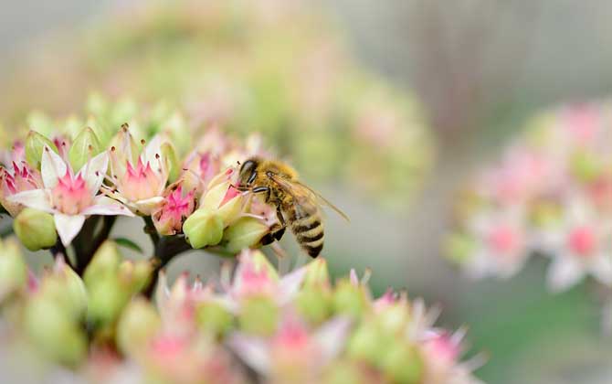 蜜蜂