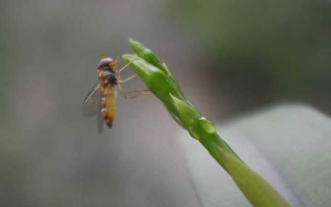 松毛虫赤眼蜂