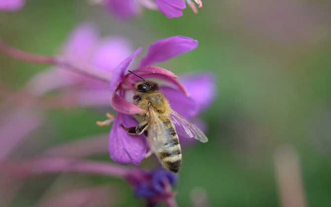 蜜蜂