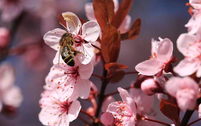 蜂毒疗法