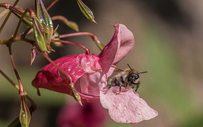 蜜蜂