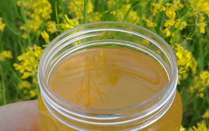 油菜花蜂蜜有什么功效与作用这6个好处只有经常喝的才知道
