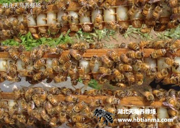蜂王浆养蜂工具