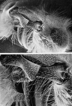 工蜂的形态显微图