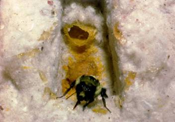 熊蜂的人工饲养与授粉应用技术