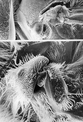雄蜂的形态显微图