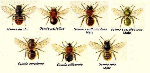 壁蜂(Osmiaspp.)的生物学