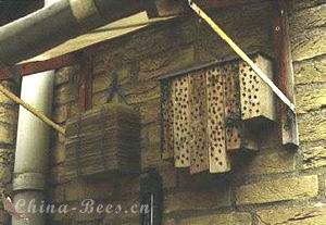 壁蜂的人工饲养与授粉应用技术