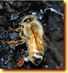 Honeydew(蜂蜜汁)