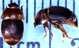 Thesmallhivebeetle（Aethinatumida）巢虫