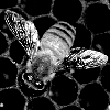 BeeEye（蜜蜂的视界）