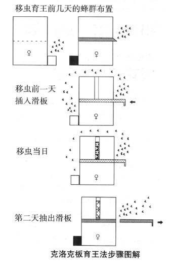 采用克洛克板培育蜂王