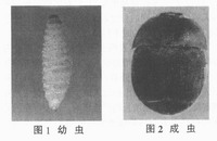 蜂巢小甲虫在美国