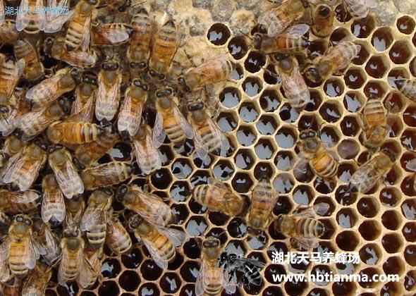 蜜蜂是怎么从卵发育成成虫的