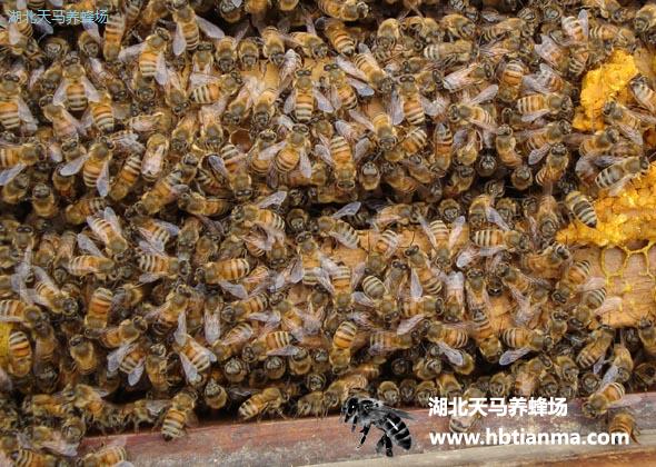 蜂箱里面的蜂巢是怎么回事