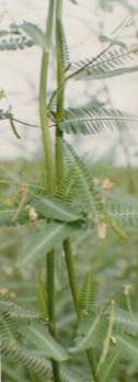 福建蜜粉源植物资源调查研究