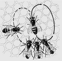 蜜蜂生物学术语