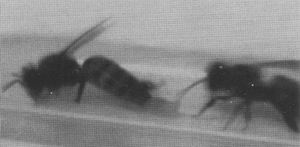 广东首次发现寄生于中蜂体内的寄生蜂――斯赞蜜蜂茧蜂