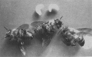 广东首次发现寄生于中蜂体内的寄生蜂――斯赞蜜蜂茧蜂