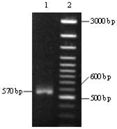 蜜蜂vha16基因的电子克隆与结构分析