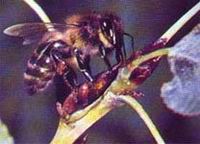 蜜蜂利用蜂胶与集胶生物学