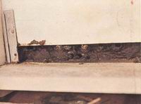 蜜蜂利用蜂胶与集胶生物学