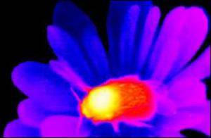 蜜蜂通过颜色寻找更高温度花朵提高体温