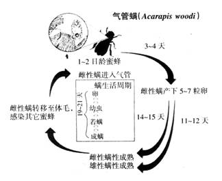 蜜蜂气管螨