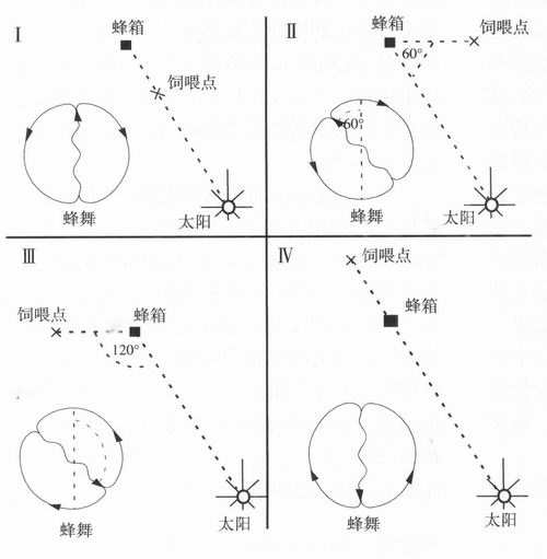 蜜蜂舞蹈语言的研究进展