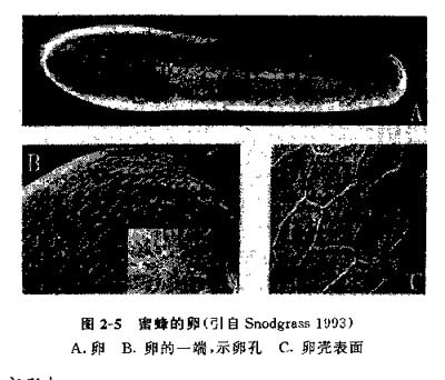 蜜蜂是怎么从卵发育成成虫的