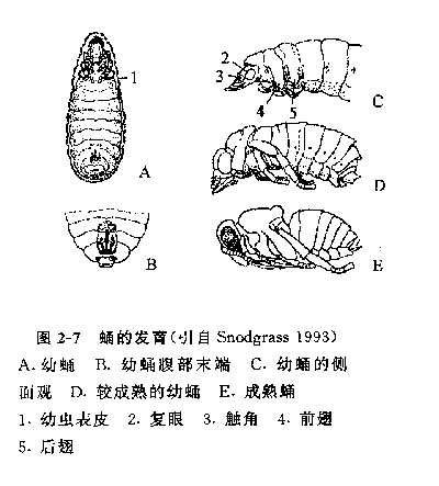 蜜蜂是怎么从卵发育成成虫的