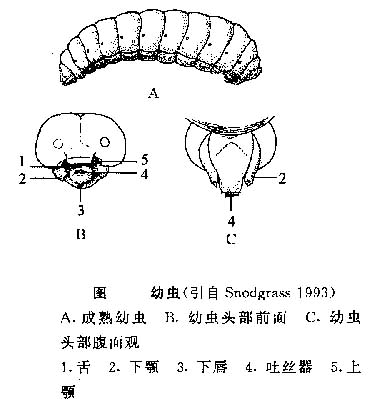 蜜蜂是怎么从卵发育成成虫的